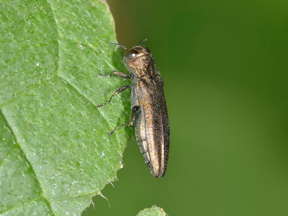 Agrilus (Rosagrilus) viridicaerulans ssp. rubi